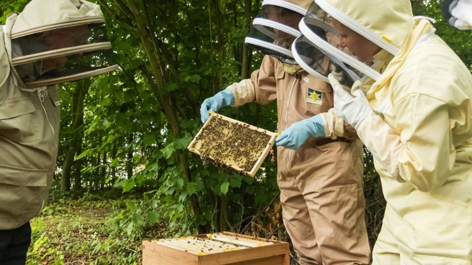 Three people wearing beekeeping suits, one person is holding a wooden tray of bees.