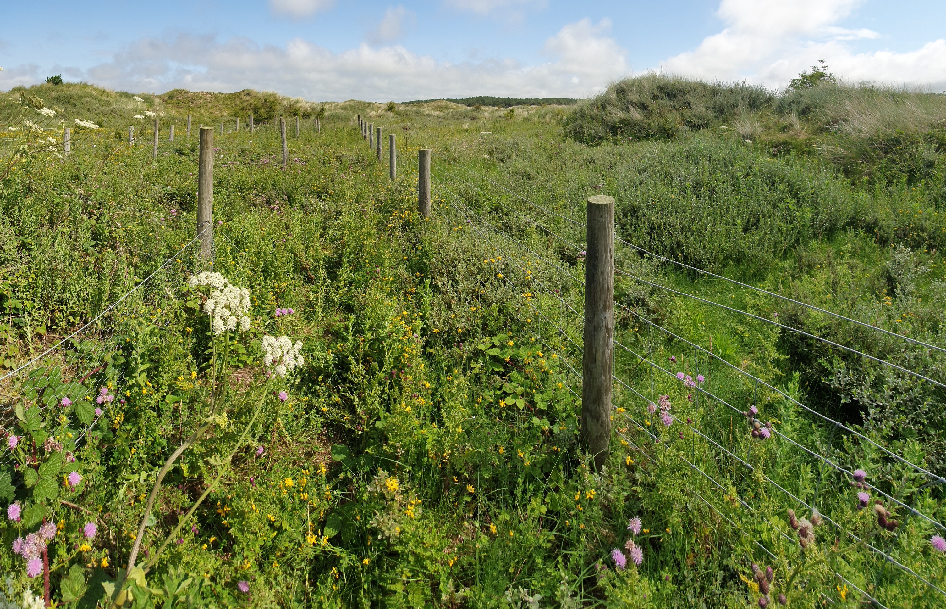 A field filled with flowers